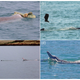 (a) Adult male humpback dolphin presenting a large sponge in the vicinity of a female, (b) a male tossing a sponge towards an adult female, (c) and (d) males performing the banana pose. (Image: S. J. Allen et al., 2017)